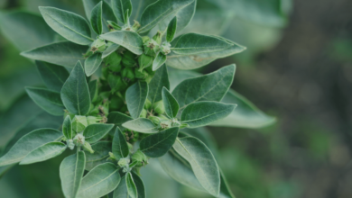 Ashwagandha Benefits for Skin: What You Really Need to Know Before Buying